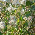 Baccharis halimifolia P24